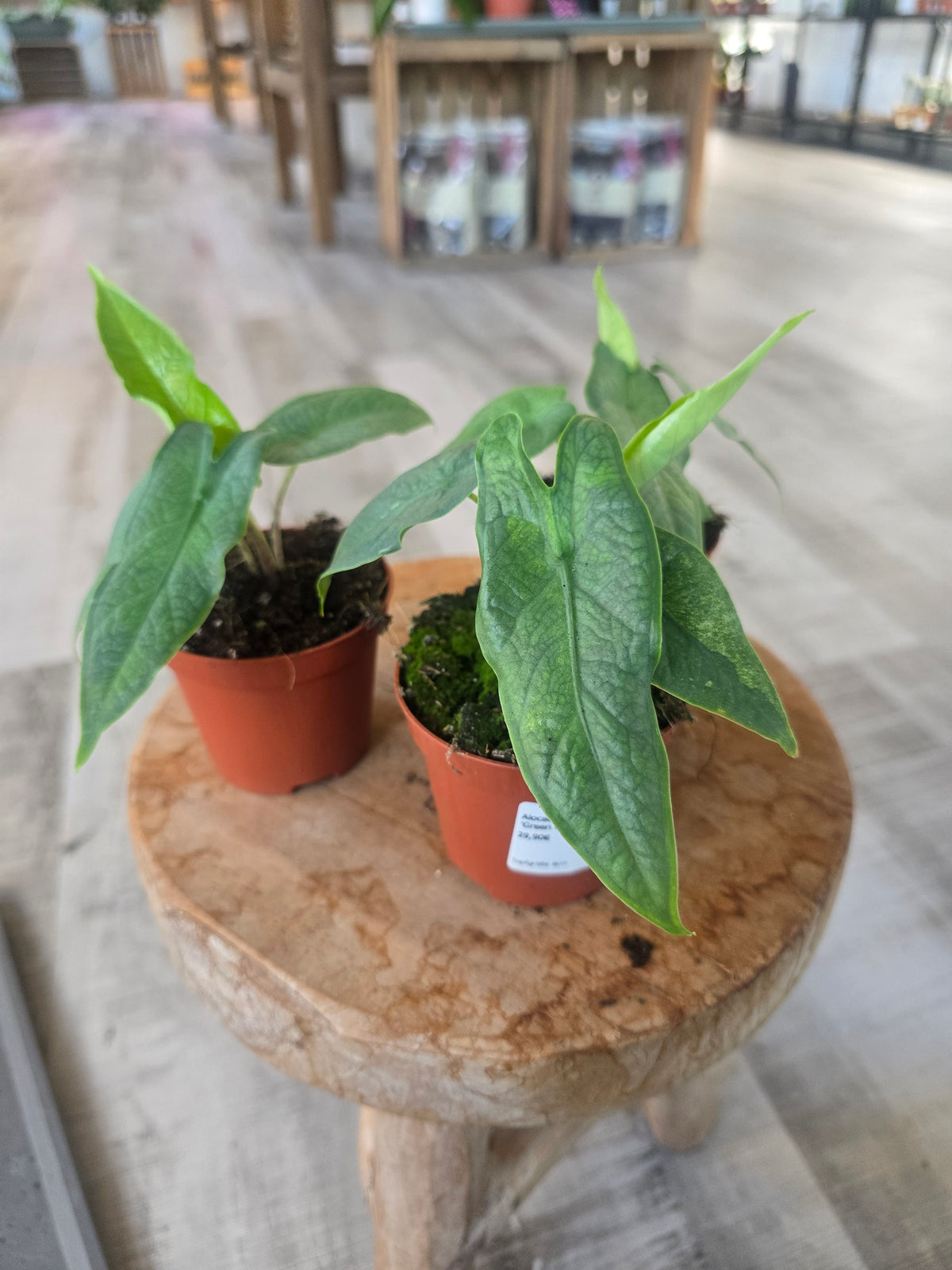 Alocasia 'Sulawesi Green Carpet'