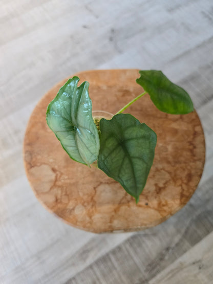 Alocasia Heterophylla Dragon's Breath (JP)