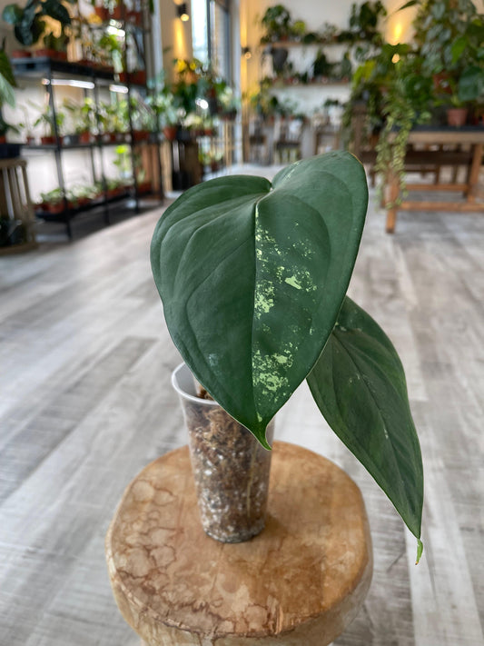 Syngonium Chiapense variegata (JP1)