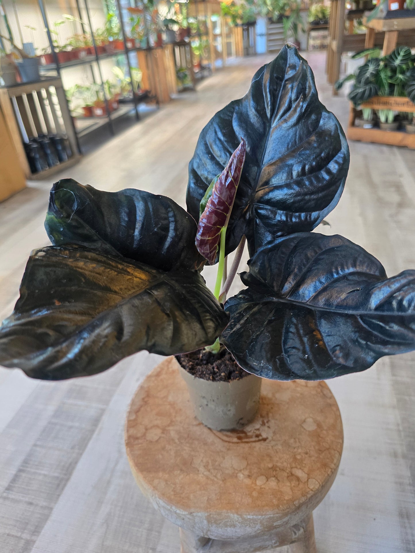 Alocasia infernalis 'Black Magic'