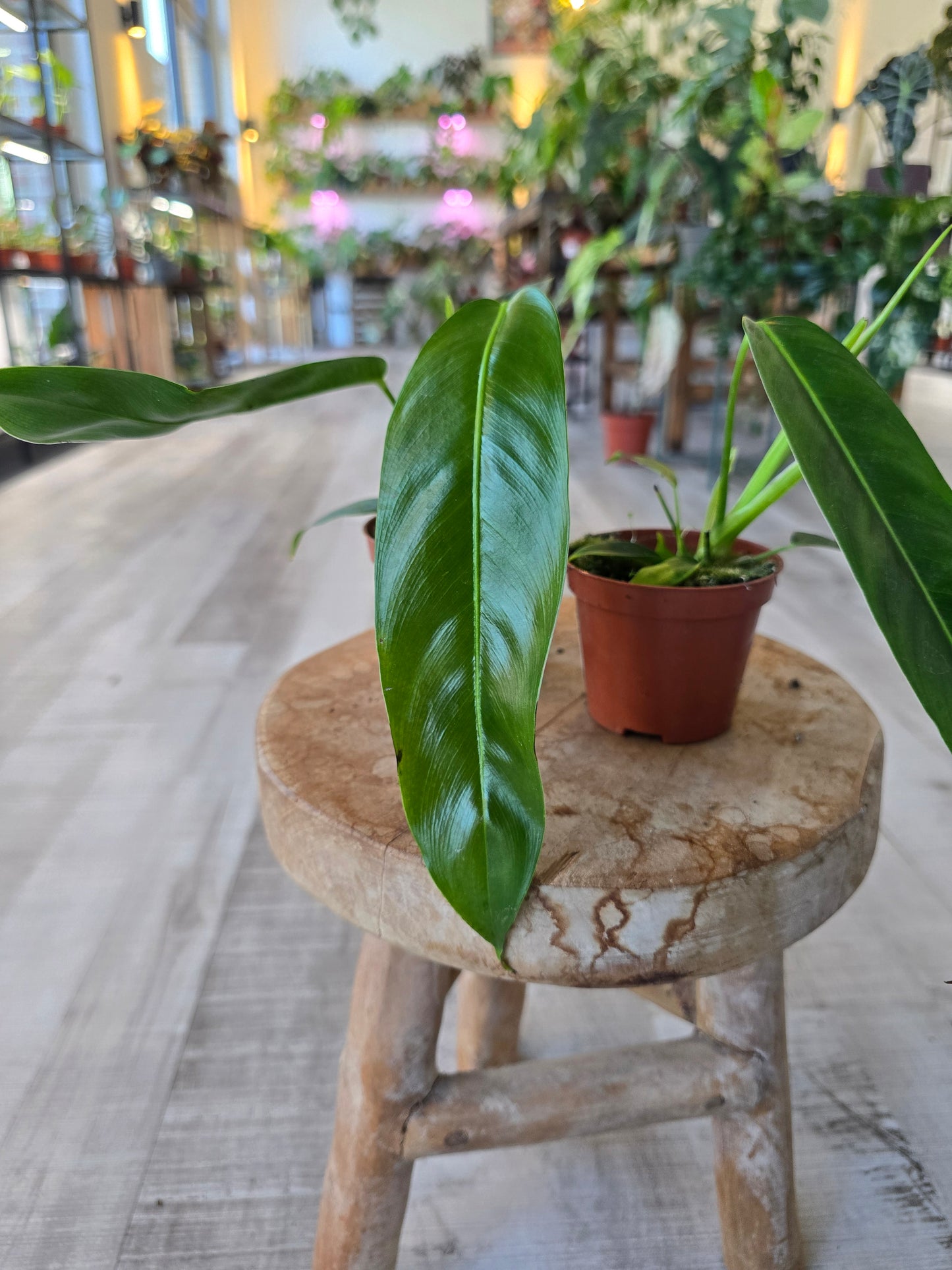 Philodendron patriciae