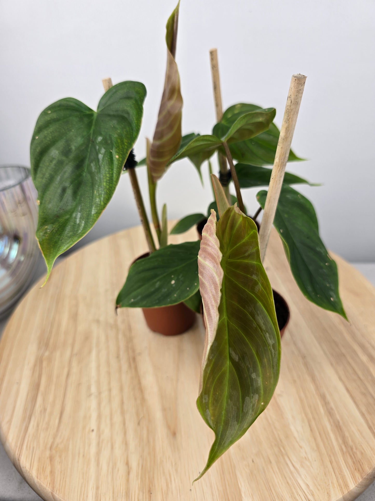 Philodendron 'Majestic'