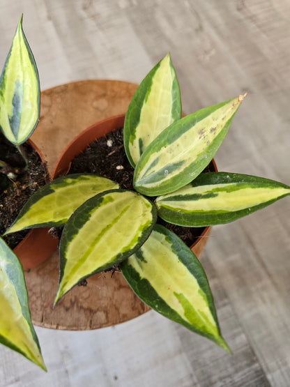Hoya latifolia 'Pot of Gold'