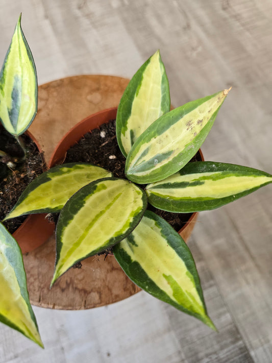 Hoya latifolia 'Pot of Gold'
