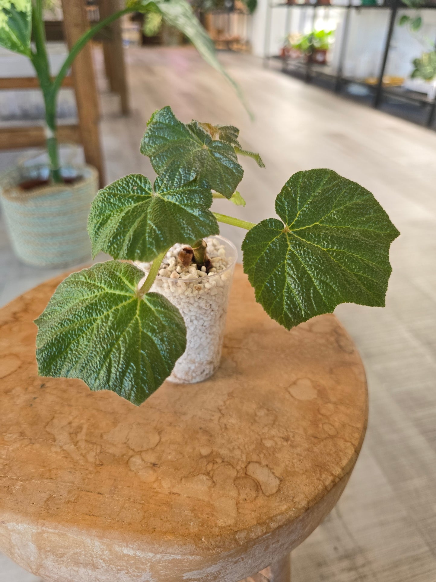 Begonia Boomer (RC4)