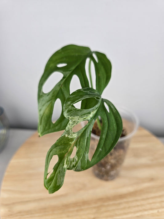 Monstera Adansonii Indonesian Marble (JP)