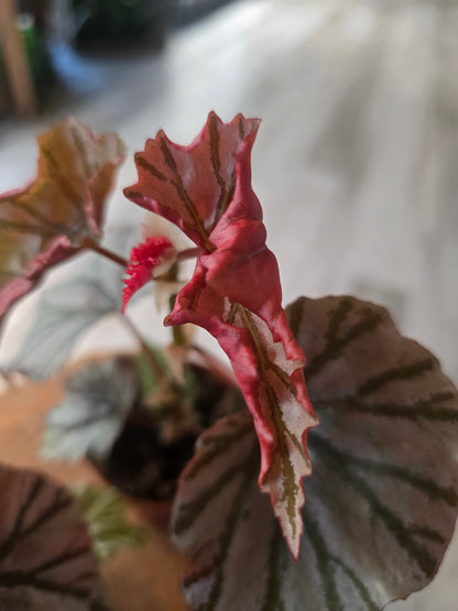 Begonia Looking Glass