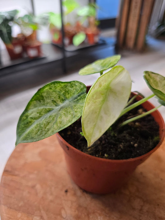 Alocasia Ninja Tricolor
