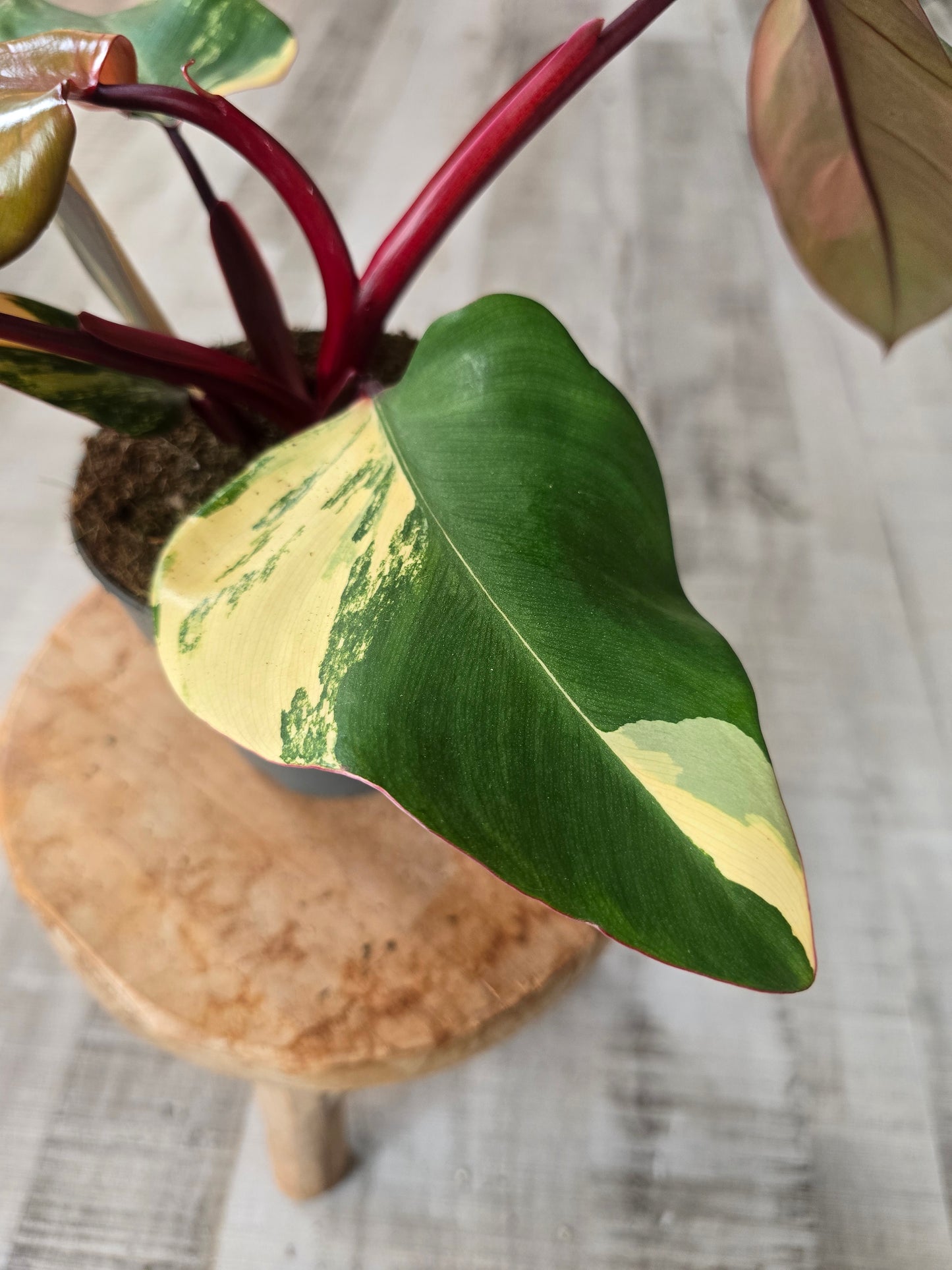 Philodendron Strawberry Shake (4)