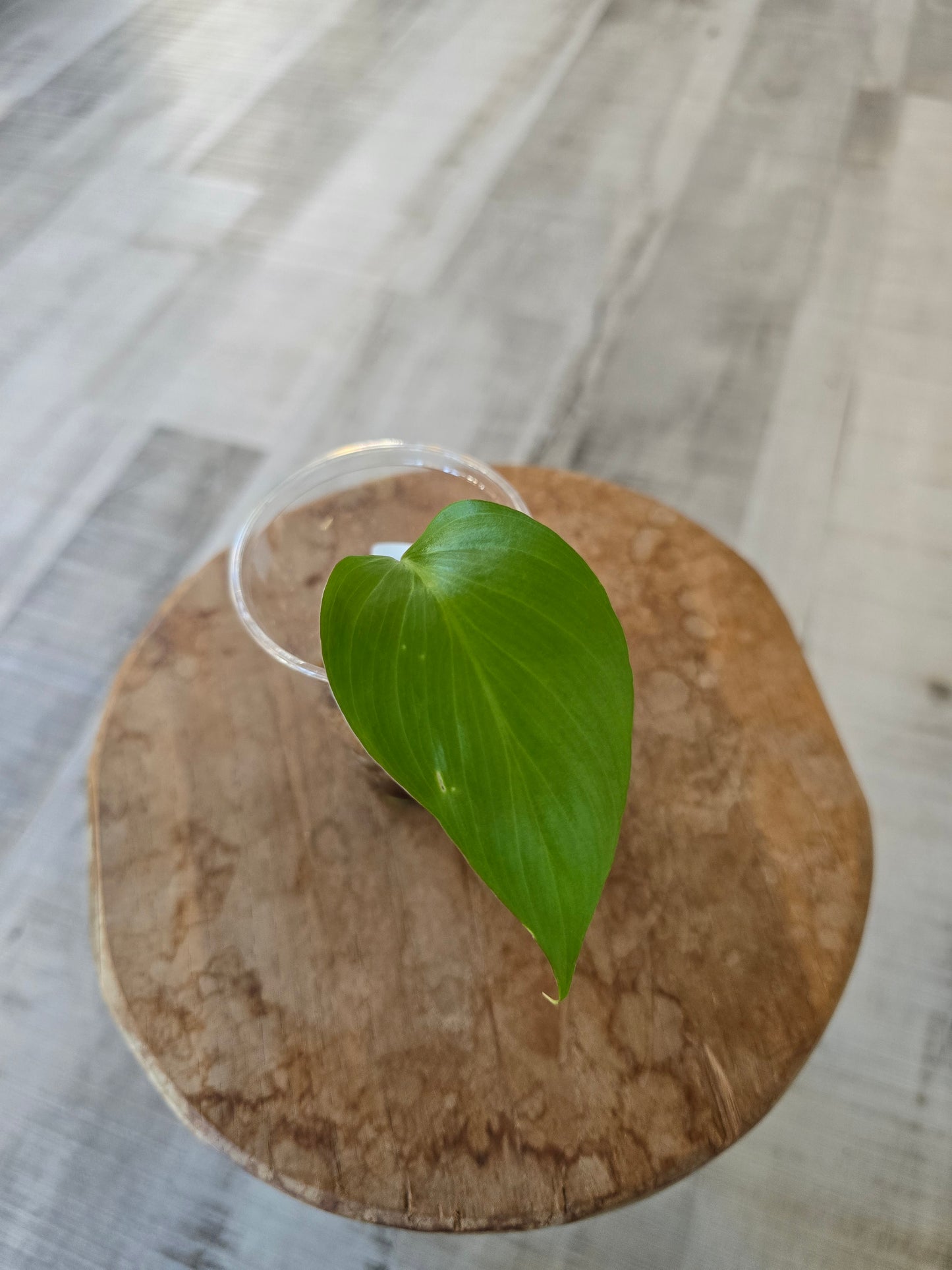 Homalomena rubescens 'Maggy'