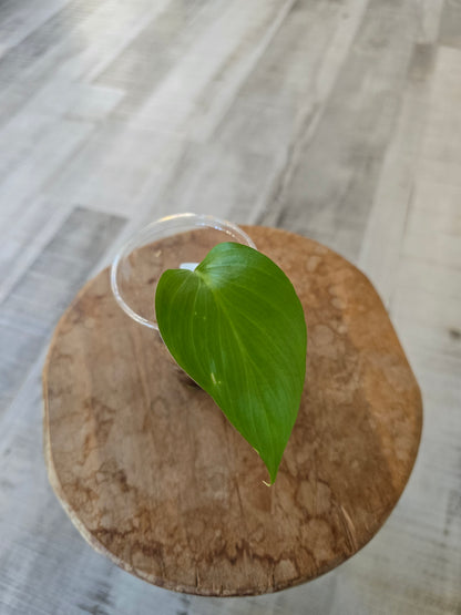 Homalomena rubescens 'Maggy'