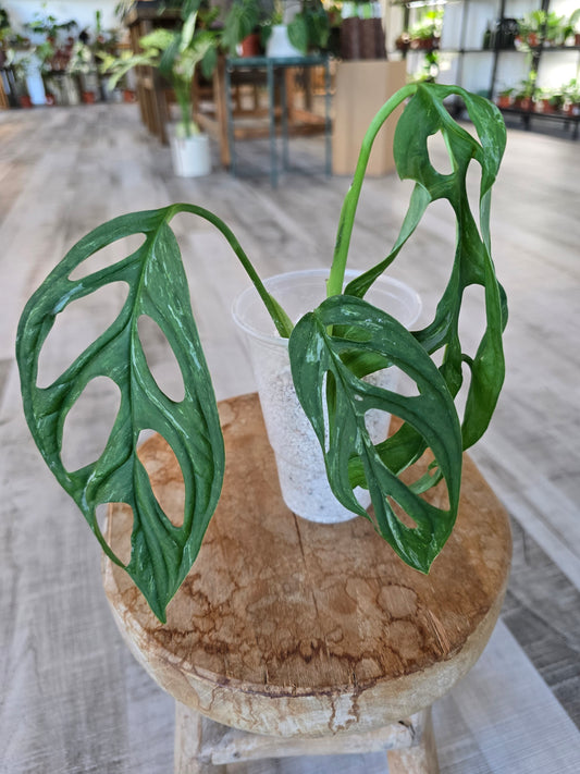 Monstera adansonii indonesian marble (JP1)