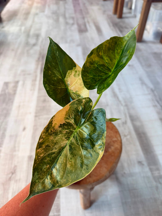 Alocasia wentii 'Aurea variegata'