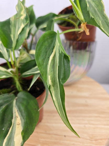 Philodendron hederaceum 'Rio'