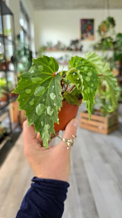 Begonia Mantuk