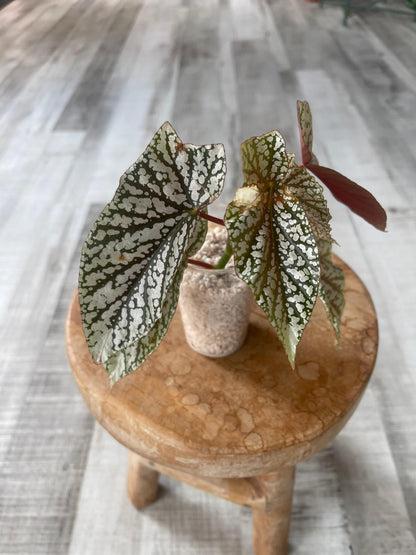 Begonia Snow Cap (RC)