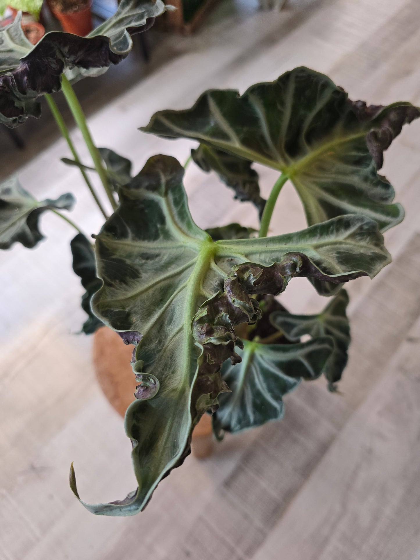 Alocasia 'Loco'