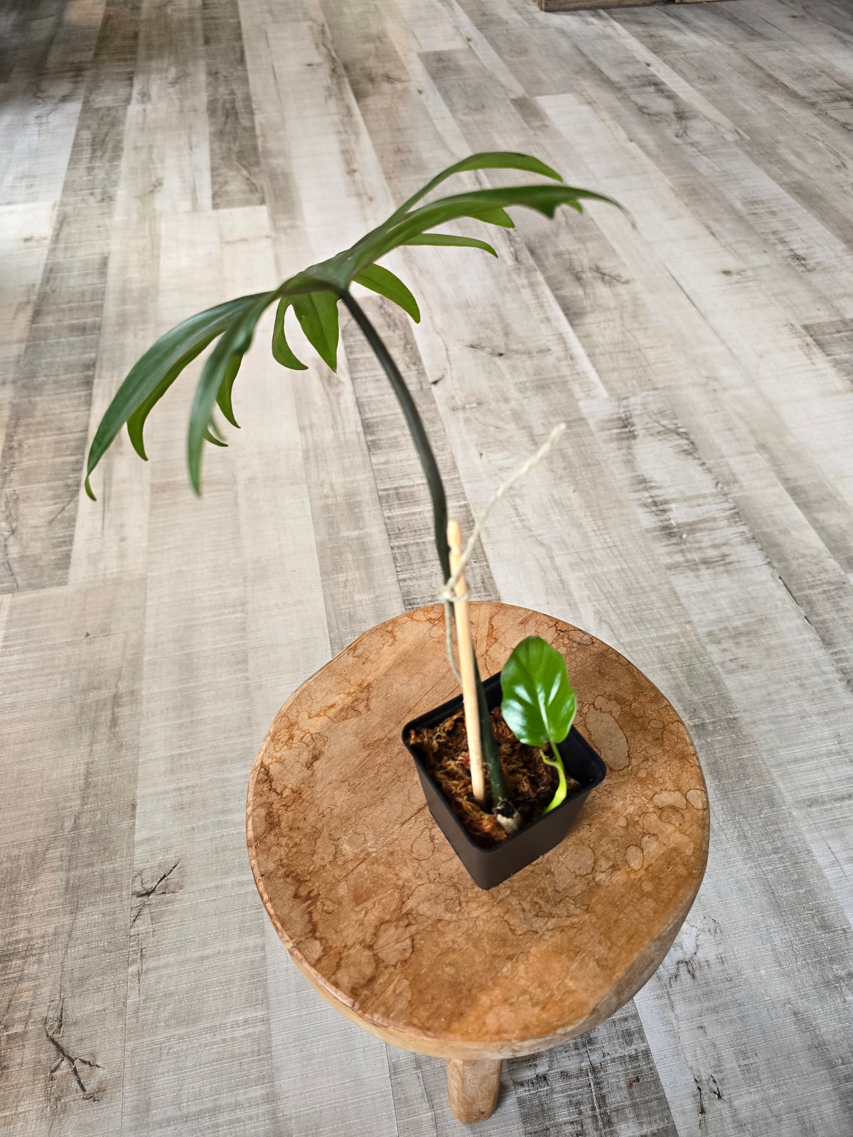 Philodendron Mayoi (JP)