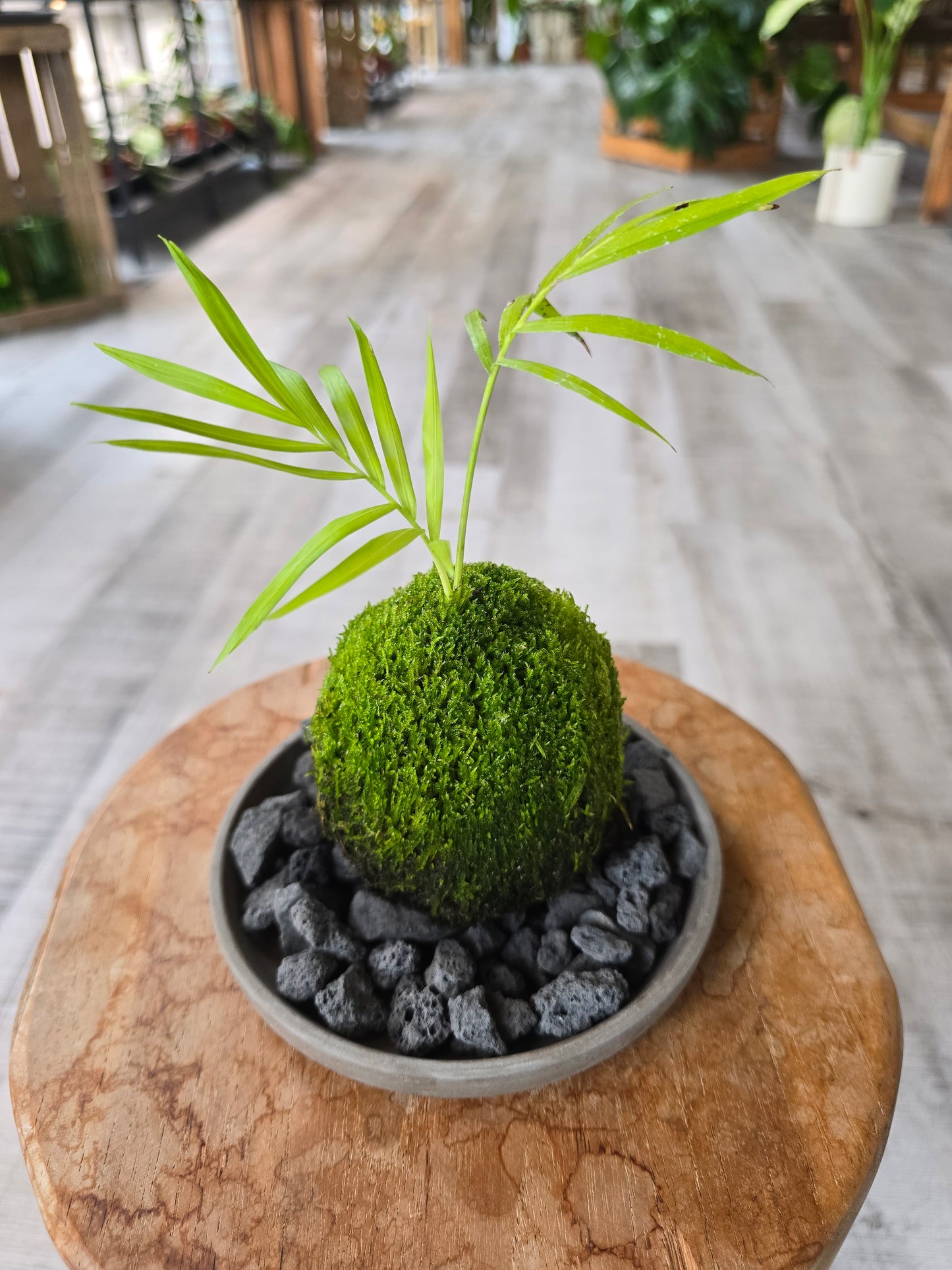 Parlor Palm (Chamaedorea elegans) Kokedama