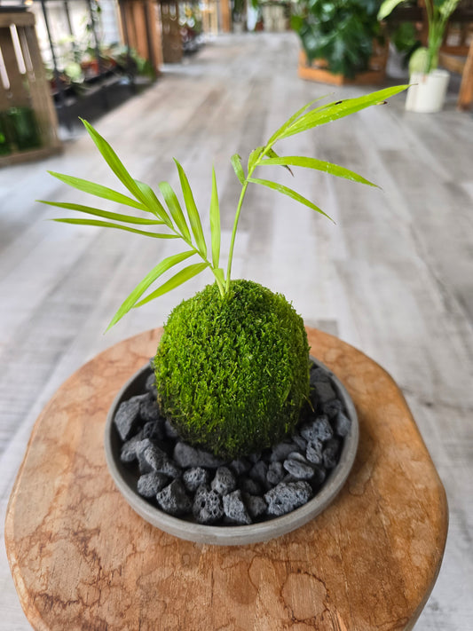 Bergpalme (Chamaedorea elegans) Kokedama