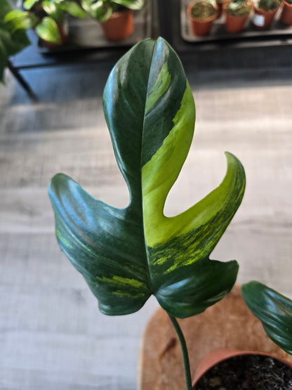 Philodendron Florida Beauty (10)