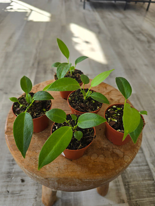Anthurium Wendlingeri
