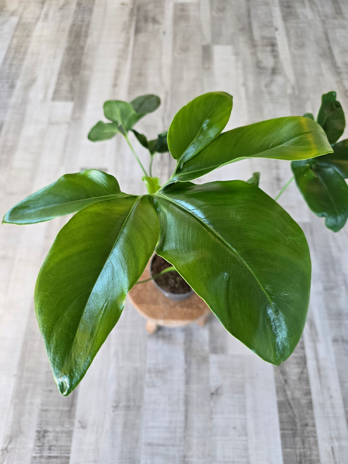 Philodendron ‘Fun Bun’