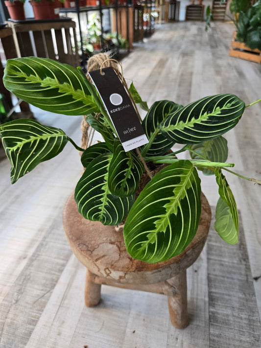Maranta leuconeura Lemon Lime