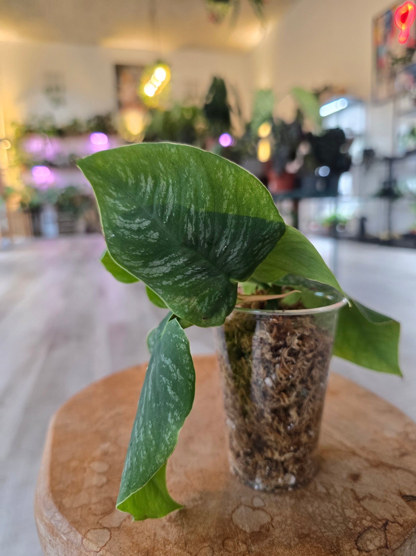 Monstera dubia (RC)