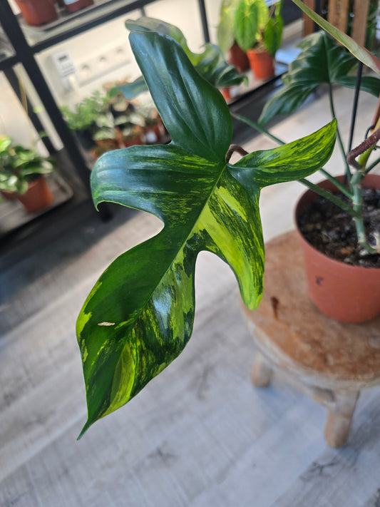 Philodendron Florida Beauty (10)