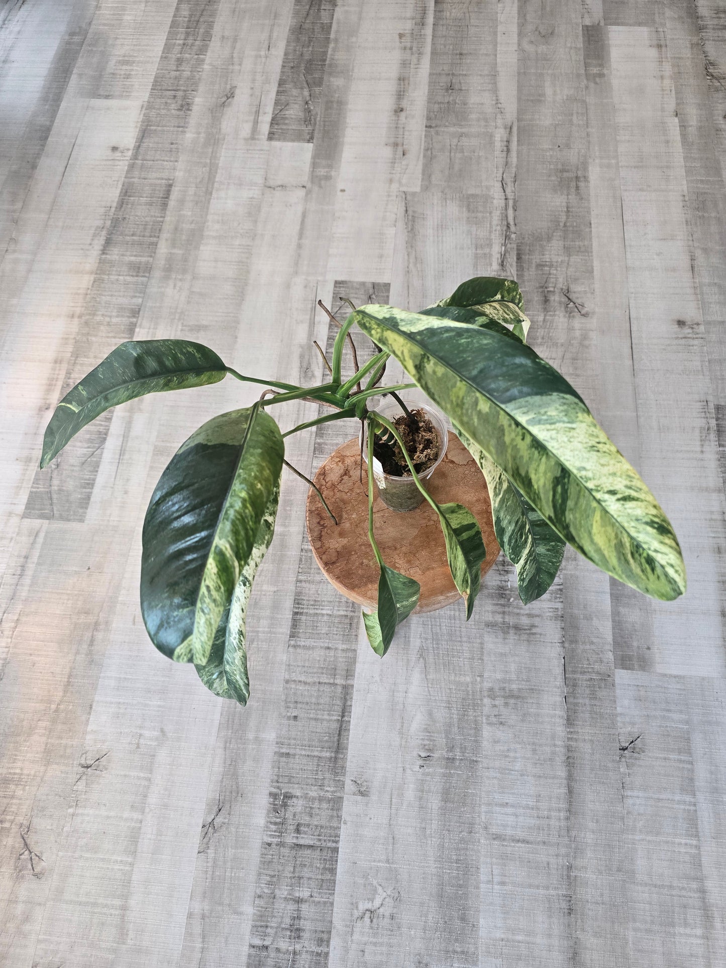 Epipremnum Giganteum variegata