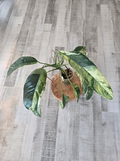 Epipremnum Giganteum variegata