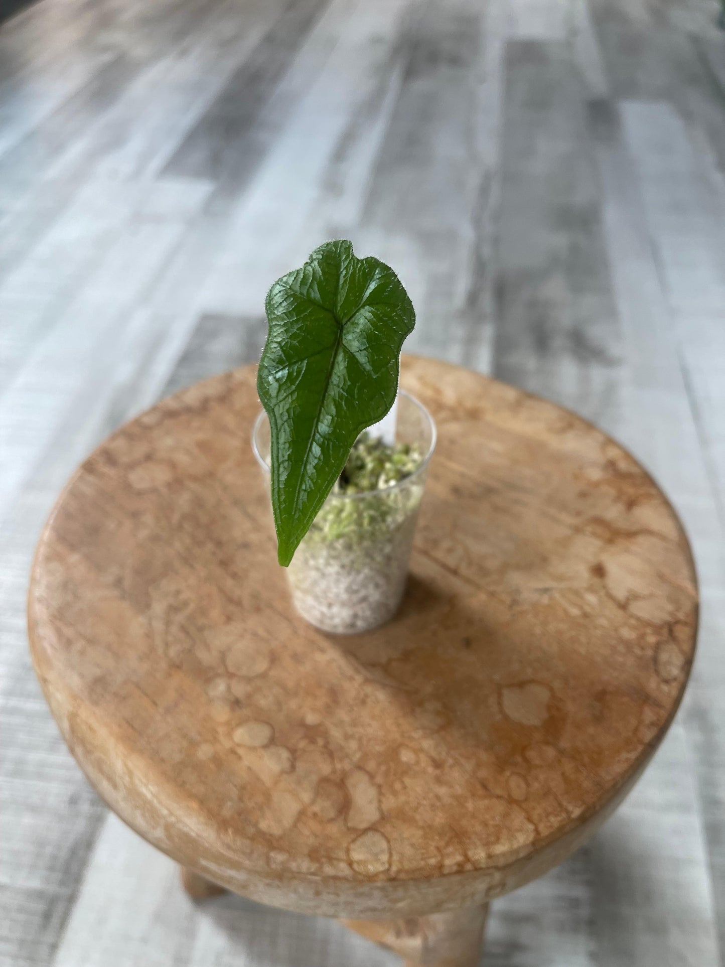 Alocasia Jacklyn (JP)