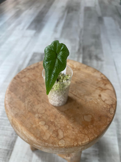 Alocasia Jacklyn (JP)