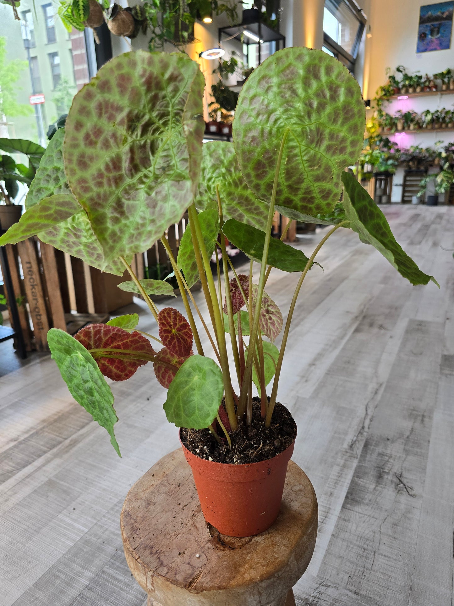 Begonia phuthoensis