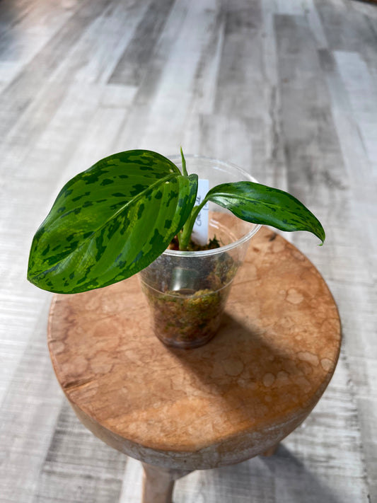 Dieffenbachia Crocodile (JP)