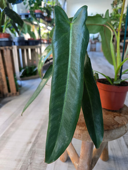 Philodendron spiritus-sancti