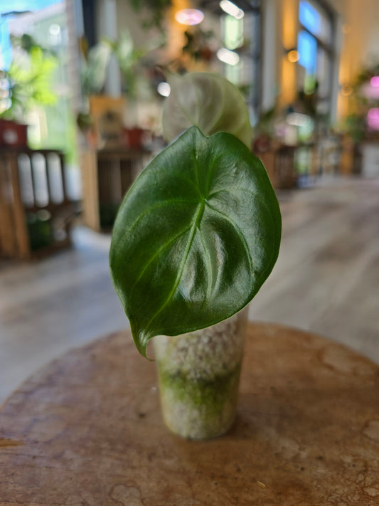 Alocasia Golden Bone (JP)