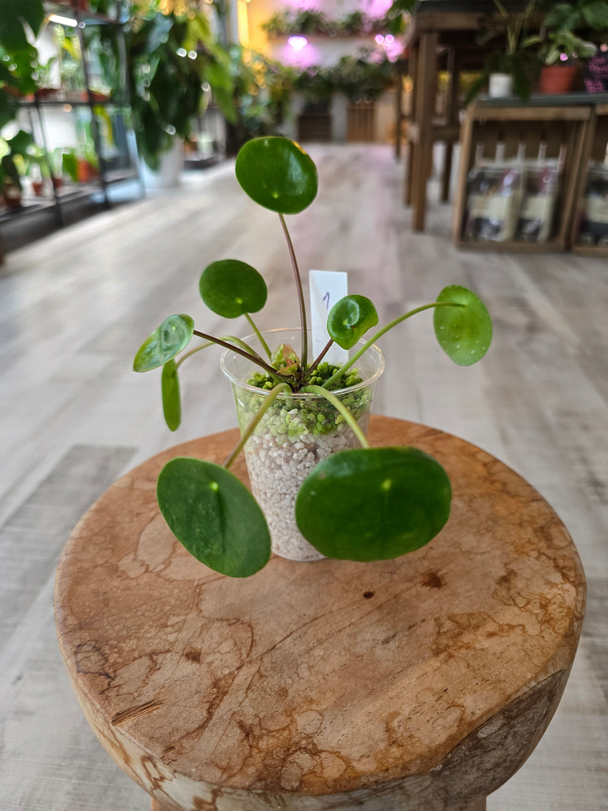 Pilea peperomioides (JP)