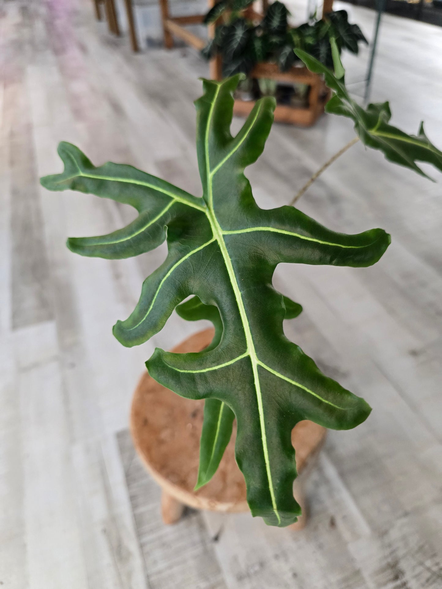 Alocasia Portei 'Zebra Stem'