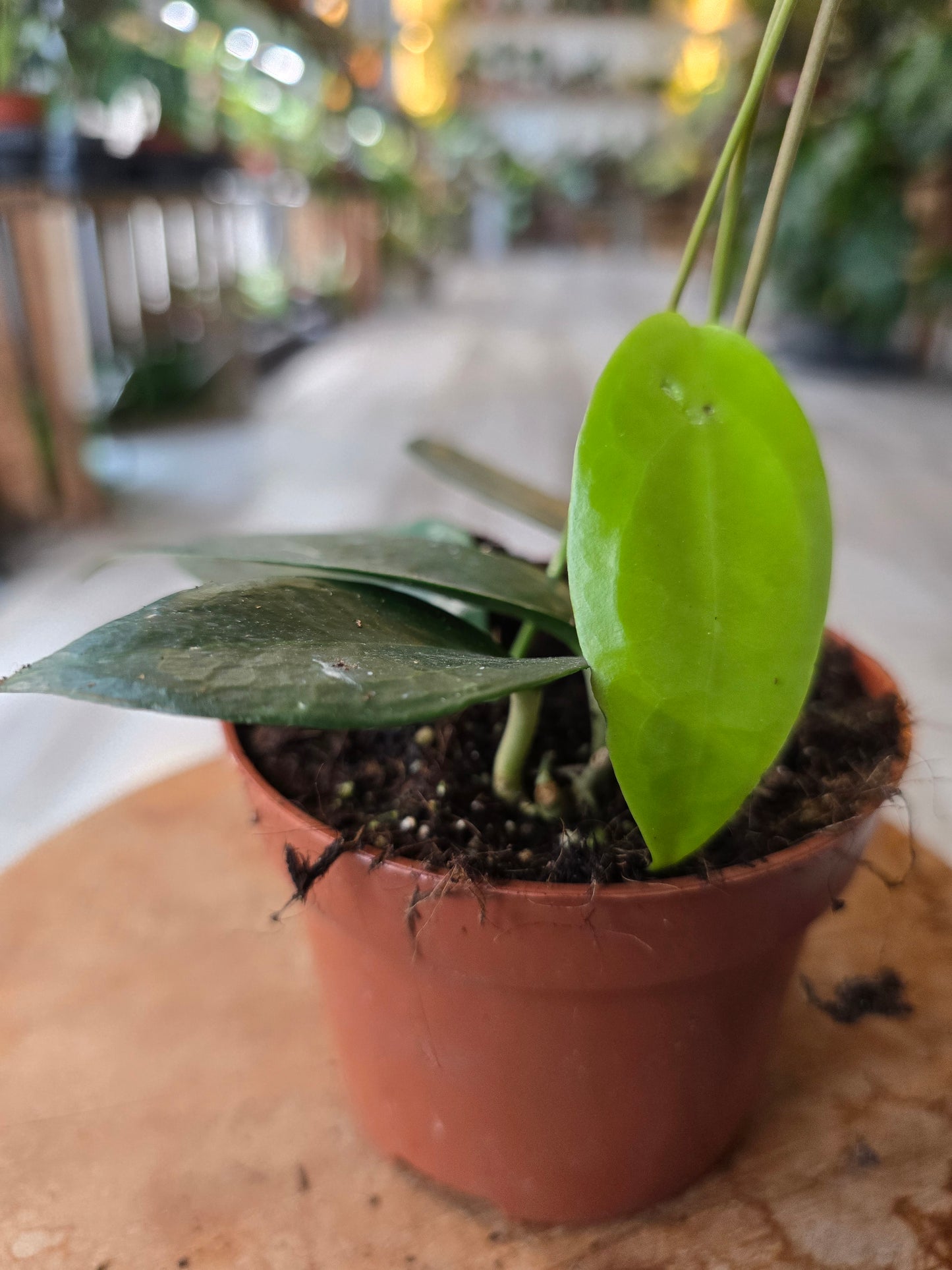 Hoya sp. Timor