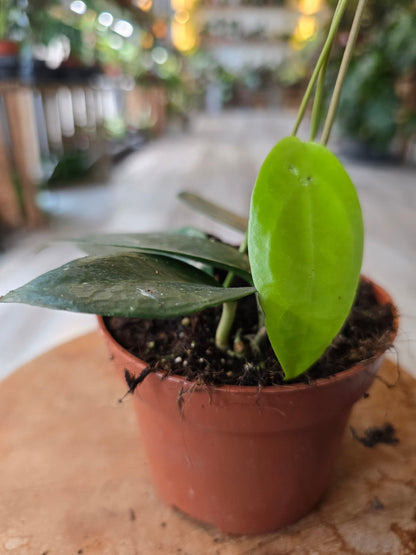 Hoya sp. Timor