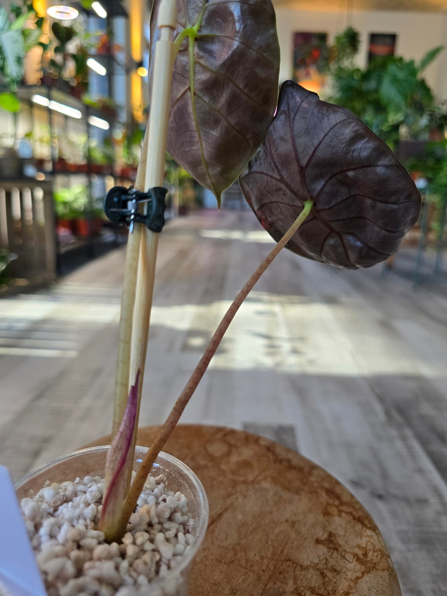 Alocasia Suhirmaniana Red Petiole
