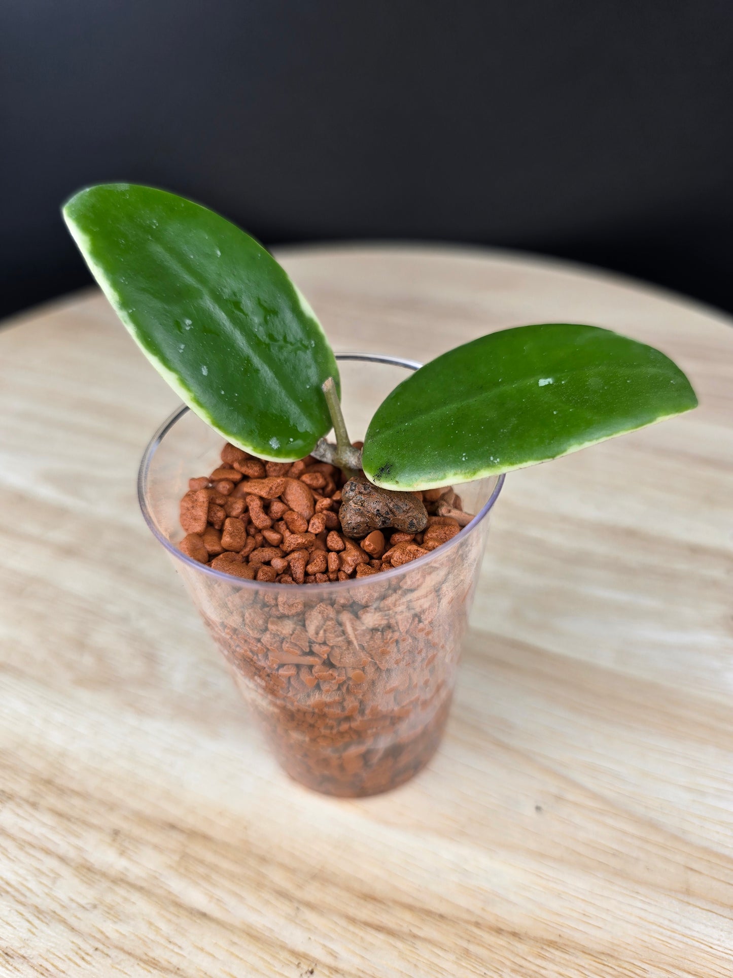 Hoya acuta variegata (RC)