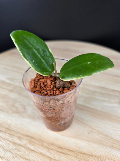 Hoya acuta variegata (RC)