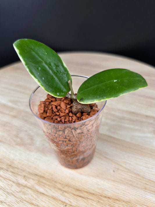 Hoya acuta variegata (RC)