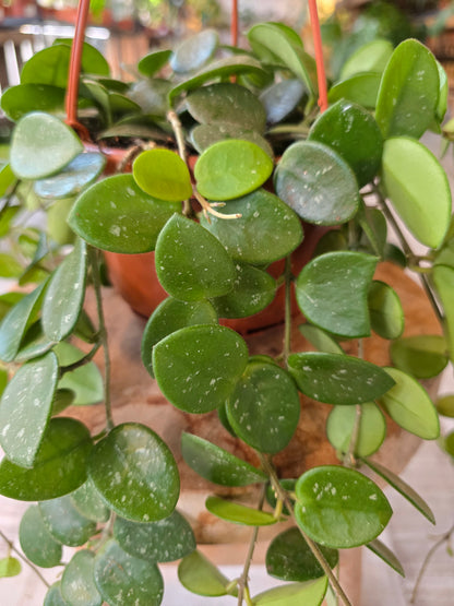 Hoya 'Mathilde Splash'