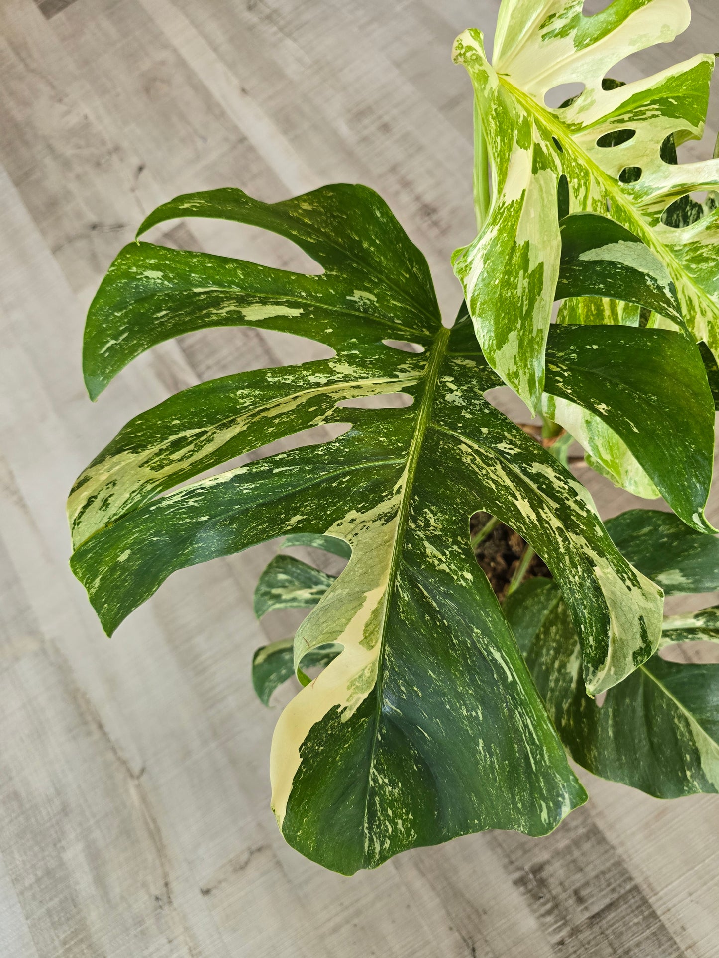 Monstera deliciosa variegata (2)