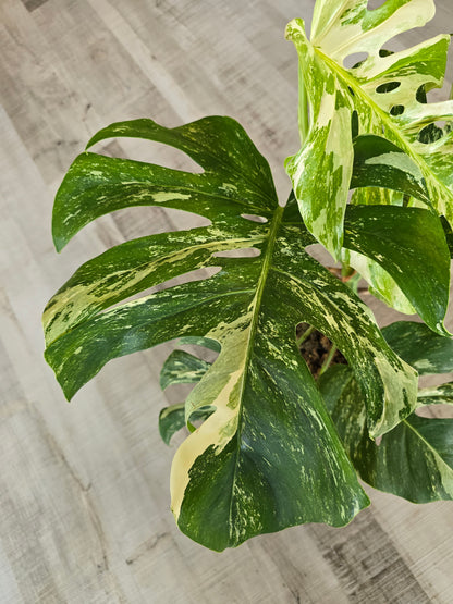 Monstera deliciosa variegata (2)