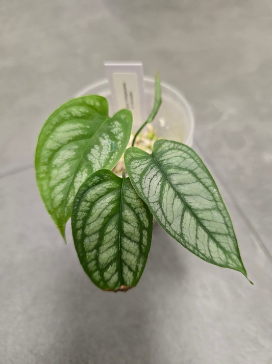 Monstera Siltepecana El Salvador (JP)